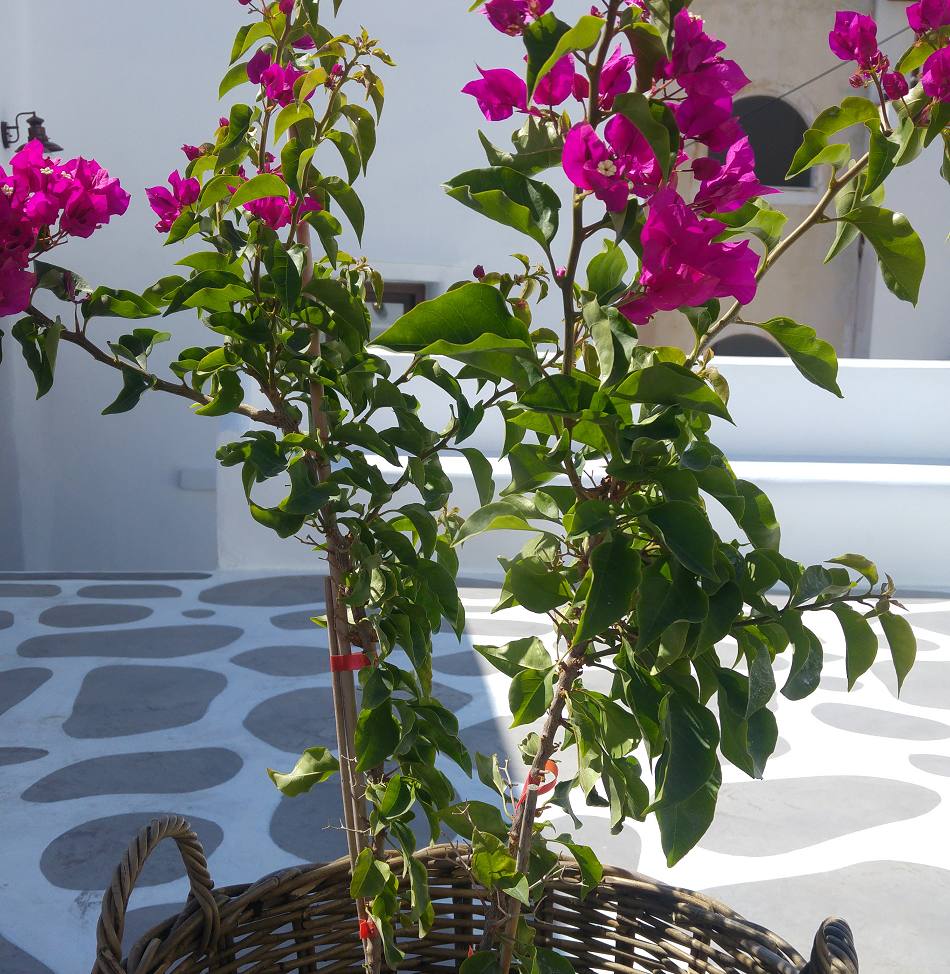 Anthea Suites in Naxos